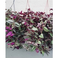 Garden Box Yeşil Alacalı Telgraf Çiçeği Makrome Saksılı 30-50CM (Tradescantia Zebrina)