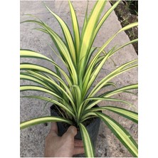 Garden Box Kurdele Çiçeği 1 Adet Saksılı 30-40CM (Chlorophytum Comosum)