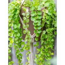 Garden Box Makrome Saksılı Sarı Kız Çiçeği 1 Adet 30-40CM Altın Kolye (Lysimachia Nummulari)