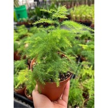 Garden Box Mini Tül Kuşkomaz Çiçeği 1 Adet Saksılı 10-15CM (Asparagus Setaceus)