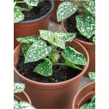 Garden Box Beyaz Renk Çilli Yapraklı Hostes Çiçeği 10-15CM