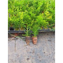 Garden Box Yeşil Leylandi Çit Bitkisi (10-25CM) 40 Adet Dış Mekan Peyzaj Bitkisi