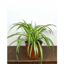 Garden Box Dolgun Formlu Chlorophytum Comosum Kurdele Çiçeği 20-40CM