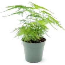 Garden Box Asparagus Setaceus Mini Tül Kuşkomaz Çiçeği 1 Adet Saksılı 10-15CM