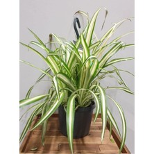 Garden Box Alacalı Formlu Kurdele Çiçeği 1 Adet Makrome Saksılı (Chlorophytum Comosum)
