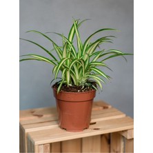 Garden Box Kurdele Çiçeği Hava Temizleyici Bitki 1 Adet Saksılı 20-30CM