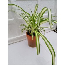 Garden Box Kurdele Çiçeği Chlorophytum Comosum 20-40CM 14CM. Saksıda