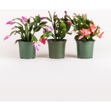 Garden Box Yılbaşı Çiçeği- Schlumbergera - Yılbaşı Kaktüsü 3 Adet Saksılı