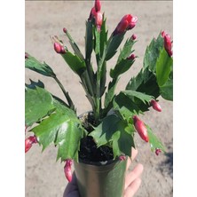 Garden Box Yılbaşı Çiçeği- Schlumbergera - Yılbaşı Kaktüsü 3 Adet Saksılı