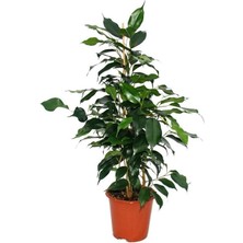 Garden Box Yeşil Yapraklı Canlı Ev Ofis Salon Bitkisi 40-60CM Ficus Benjamina
