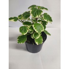 Garden Box Yogun Kokulu Plectranthus Forsteri 1 Adet Saksılı 10-15CM