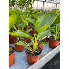 Garden Box Bodur Starliçe Çiçeği Turuncu Cennet Kuşu 20-45CM (Strelitzia Reginae)