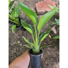 Garden Box Bodur Starliçe Çiçeği Turuncu Cennet Kuşu 20-45CM (Strelitzia Reginae)