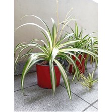 Garden Box Kurdele Çiçeği 1 Adet Saksılı 25-40CM Chlorophytum Comosum