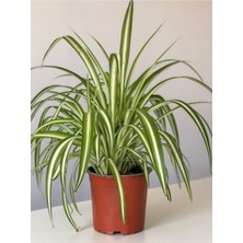 Garden Box Yeşil Alacalı Kurdele Çiçeği 1 Adet Saksılı (Chlorophytum Comosum)