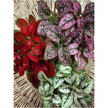 Garden Box Karışık 3 Renk Hostes Çiçeği Saksılı 10-15CM (Hypoestes) 10-15CM