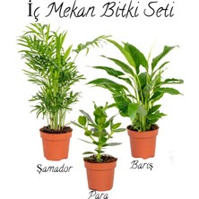 Şamador (Areka)-Barı Çiçeği 30-50CM-PARA Çiçeği (15-25CM) Ofis Çiçek Seti