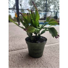 Garden Box Istenilen Renk Yılbaşı Çiçeği 1 Adet Sakslı 10-20CM Schlumbergera