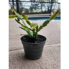 Garden Box Istenilen Renk Yılbaşı Çiçeği 1 Adet Sakslı 10-20CM Schlumbergera