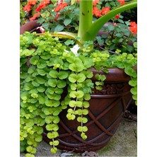 Garden Box Altın Kolye Çiçeği 1 Adet Sarı Çiçekli 30-40CM (Lysimachia Nummulari)