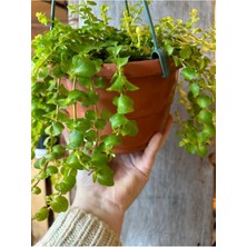 Garden Box Altın Kolye Çiçeği 1 Adet Sarı Çiçekli 30-40CM (Lysimachia Nummulari)