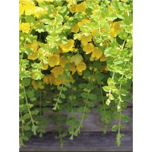 Garden Box Altın Kolye Çiçeği 1 Adet Makrome Saksılı 30-40CM Sarı Çiçekli