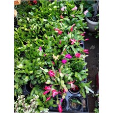 Garden Box Pembe Renk Yılbaşı Çiçeği 1 Adet 10-15CM Pink Schlumbergera