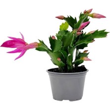 Garden Box Pembe Renk Yılbaşı Çiçeği 1 Adet 10-15CM Pink Schlumbergera