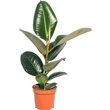 Garden Box Ficus Elastica Robusta Yeşil Yaprak Kauçuk Ev Ofis Bitkisi Salon Çiçeği 20-45CM