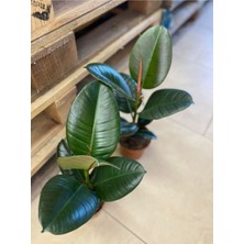 Garden Box Ficus Elastica Robusta Yeşil Yaprak Kauçuk Ev Ofis Bitkisi Salon Çiçeği 20-45CM