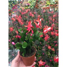 Garden Box Yılbaşı Çiçeği 1 Adet Saksılı Schlumbergera Red - Kaktüs - Yılbaşı Çiçeği