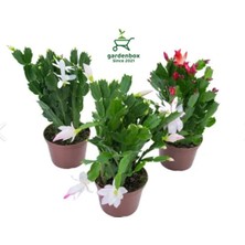 Garden Box Farklı Renklerde 3 Adet Saksılı 10-20CM Yılbaşı Çiçeği Kaktüsü Iç Mekan Çiçeği