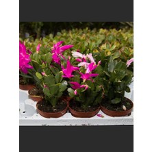 Garden Box Yılbaşı Çiçeği Pembe Renk 1 Adet 10-20CM Saksılı Iç Mekan Salon Çiçeği