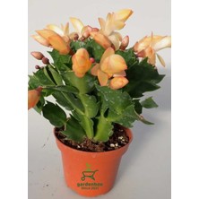 Garden Box Sarı Enk Yılbaşı Çiçeği 1 Adet Saksılı 10-15CM Schlumbergera Truncata