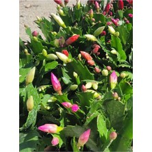 Garden Box Sarı Enk Yılbaşı Çiçeği 1 Adet Saksılı 10-15CM Schlumbergera Truncata