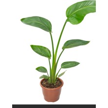 Starliçe Cennet Kuşu Çiçeği - Strelitzia Nicolai Canlı Salon Bitkisi Mini