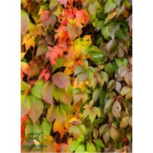 Serada Decor Plant Sarılıcı Renk Değiştiren Amerikan Duvar Sarmaşığı Saksılı/tüplü 65-80CM