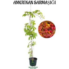 Serada Decor Plant Duvar Çit Sarmaşığı Saksılı/tüplü 40-60CM Bahçe Sarmaşığı Kırmızı Renge Döner