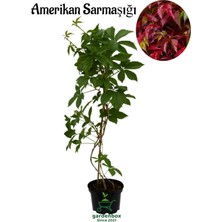 Serada Decor Plant Duvar Sarmaşığı 40-65CM 1 Adet Saksılı/tüplü(Parthenocissus Quinquefolia)