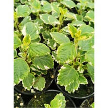 Garden Box Kokulu Mini Boy Benjamin Çiçeği (Plectranthus Forsteri) 10-20CM