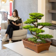 Atlas Bonsai-1 Masaüstü Kullanıma Uygun Doğal Ağaç Gövdeli Yapay Bonsai Ağacı - 50X60 cm