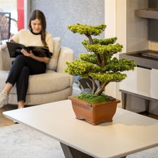 Flora Bonsai-5 Masaüstü Kullanıma Uygun Doğal Ağaç Gövdeli Yapay Bonsai Ağacı - 40X50 cm
