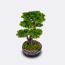 Galatea Thuja-5 Masaüstü Kullanıma Uygun Doğal Ağaç Gövdeli Yapay Bonsai Ağacı - 45X60 cm