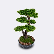 Galatea Thuja-5 Masaüstü Kullanıma Uygun Doğal Ağaç Gövdeli Yapay Bonsai Ağacı - 45X60 cm