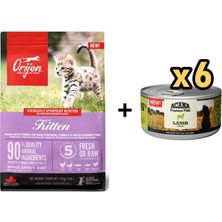 Orıjen Kitten Yavru Kedi Maması 1,8 kg + 6 Adet Acana Premium Kuzulu Ezme Kedi Konservesi 85 gr