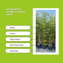 Fidan Sepetim Bambu Bitkisi (Bambusa Aurea) 150CM