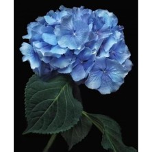 Kırmızı Ayı Cennet Çiçeği Sayılarla Boyama  Seti Kasnaklı