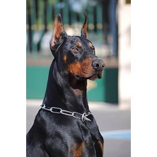 Kırmızı Ayı Doberman Sayılarla Boyama Seti Kasnaklı