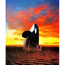 Kırmızı Ayı Balina Sayılarla Boyama Seti Sayılarla Boyama Seti Kasnaklı