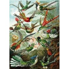 Kırmızı Ayı Yeşil Kuş Cenneti Sayılarla Boyama Seti Kasnaklı